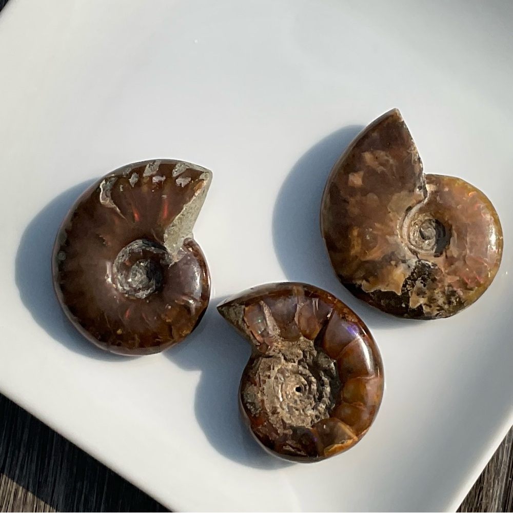 Ammonite (Rams Head)